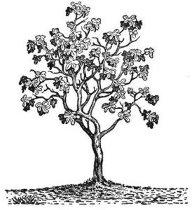 fig tree