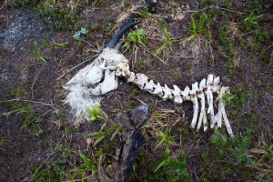 goat skull